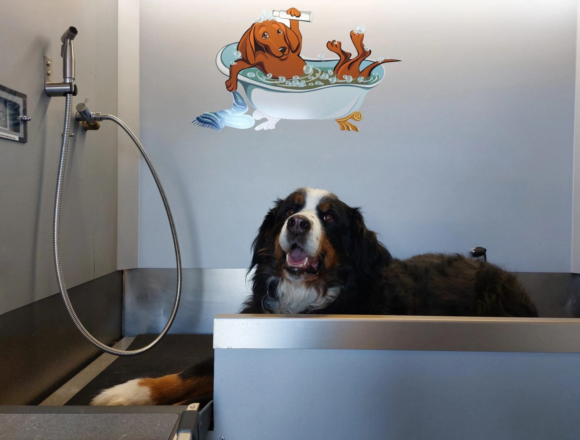 Berner Sennenhund in der Wanne des SB-Hundewasch-Centers